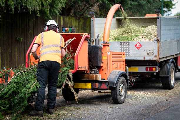 Best Lawn Drainage Solutions  in Kaneohe, HI